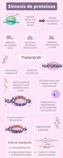 Síntesis de proteínas