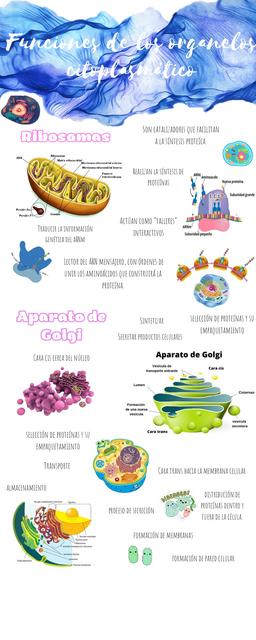 Funciones de los organelos citoplasmático