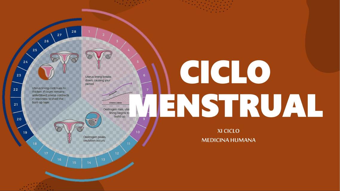 Ciclo Menstrual 