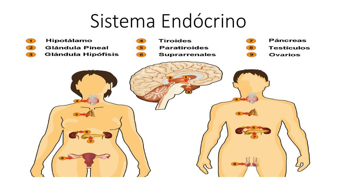 Sistema Endócrino