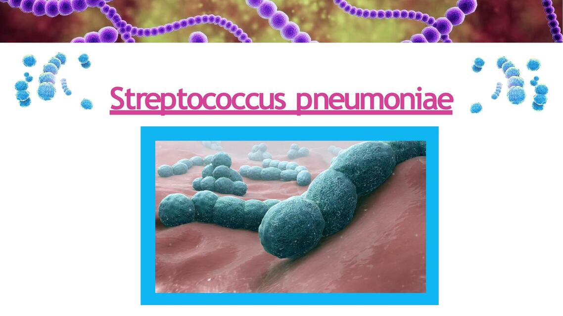 Streptococcus Pneumoniae 