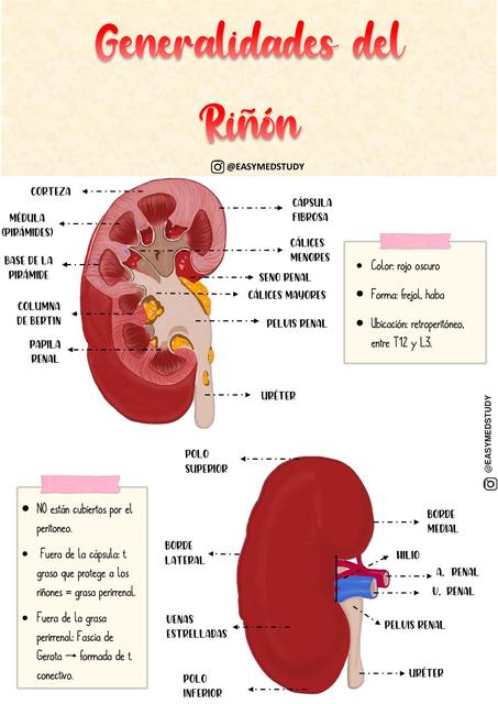 Generalidades del Riñón