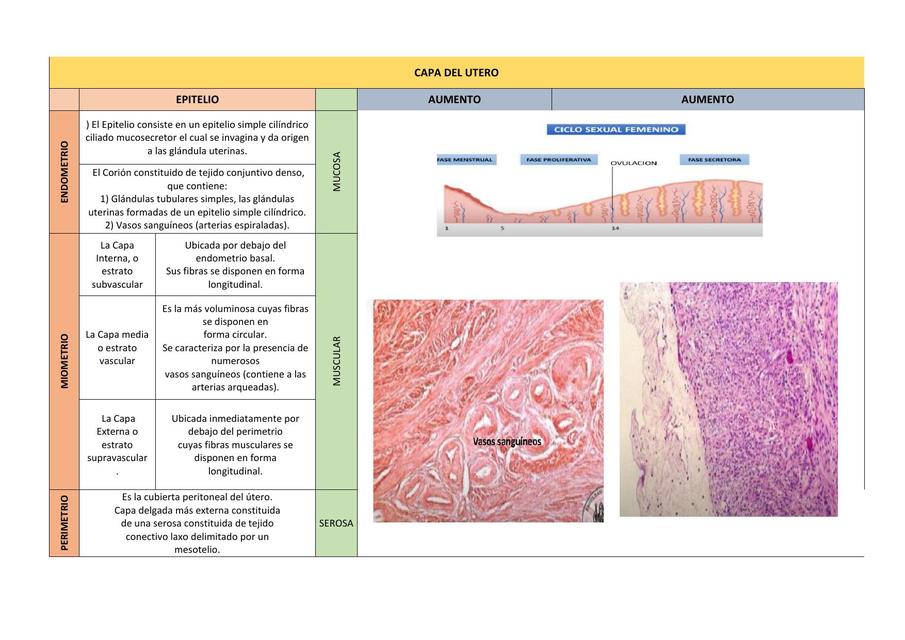 Histología del sistema reproductor femenino 