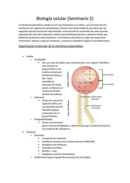 Seminario 2 Biología celular