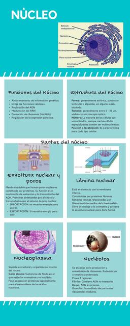 Infografías-Biología Molecular