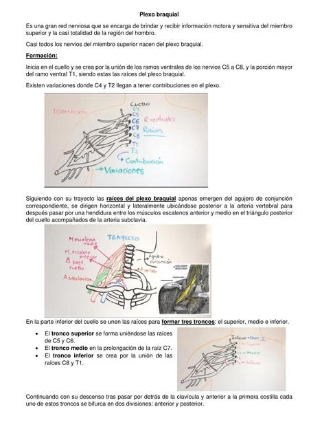 Plexo braquial