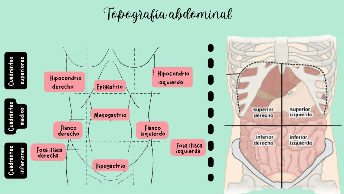 Topografía del abdomen 