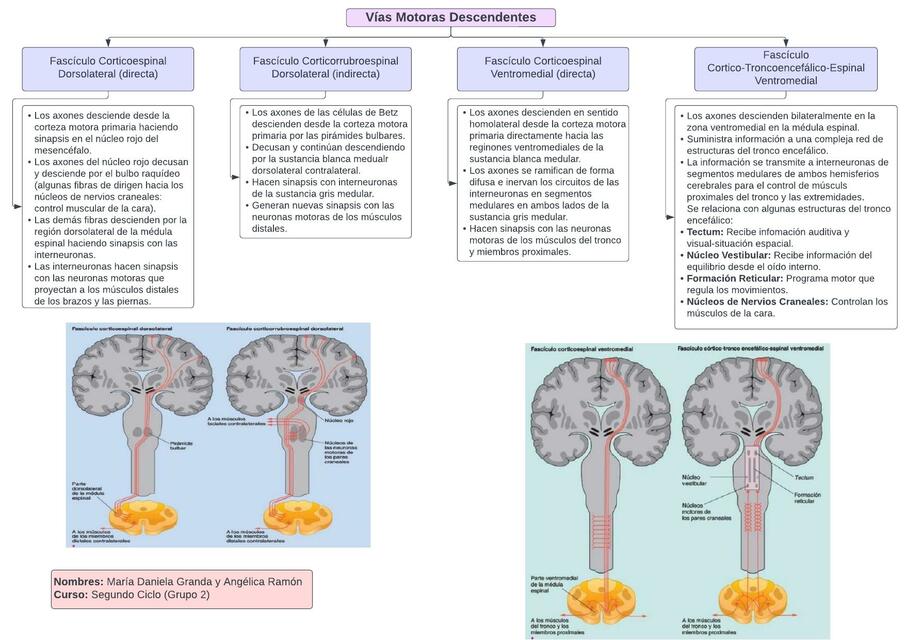 Vías Motoras Descendentes 