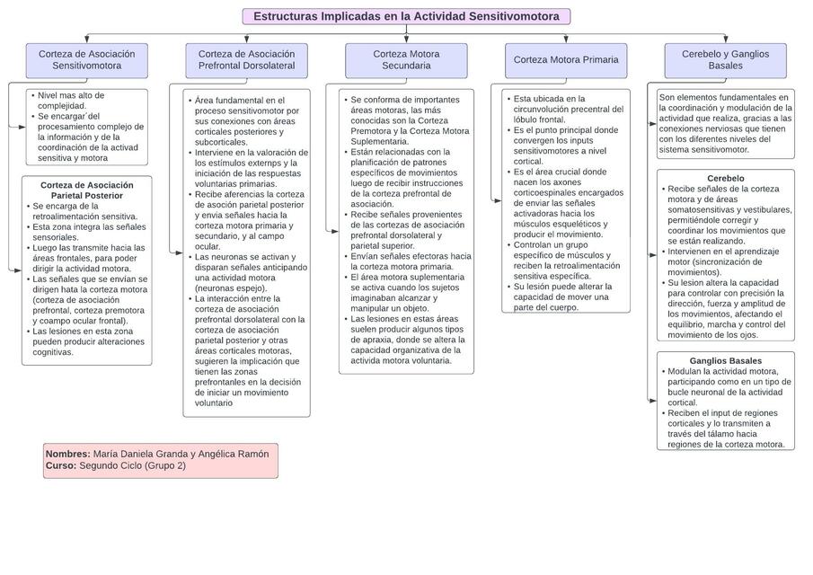 Estructuras Implicadas en la Actividad Sensitivomotora