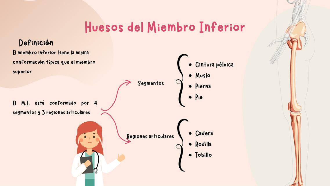 Huesos del miembro inferios