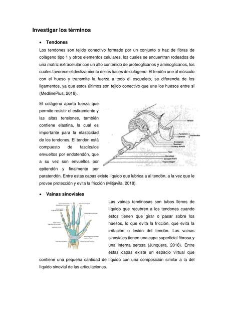 Definiciones anatomía muscular