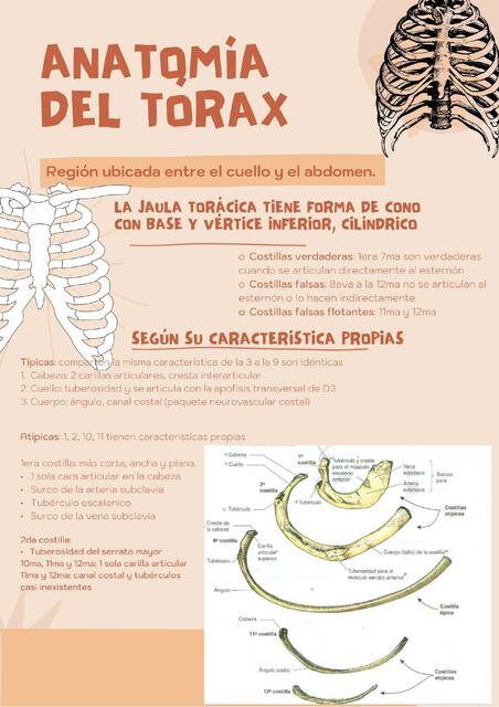 Anatomía del Tórax 