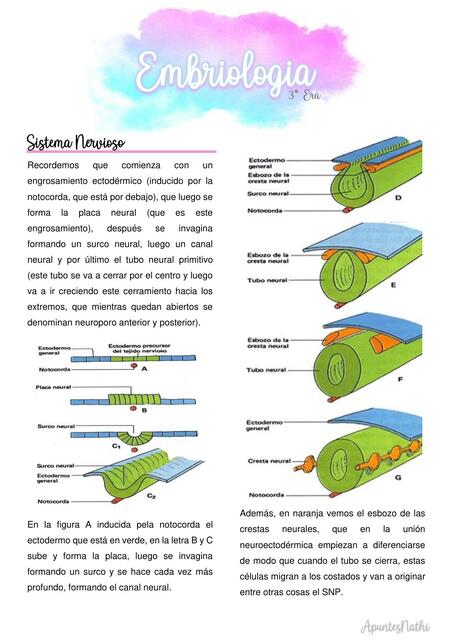 Embriología 