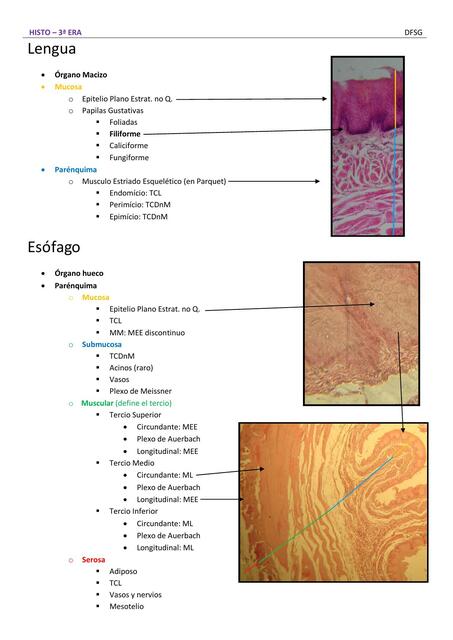 Anatomía