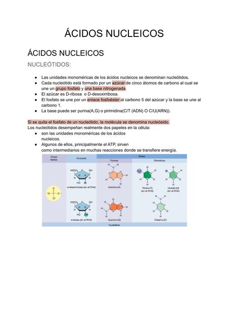 Ácidos Nucleicos 