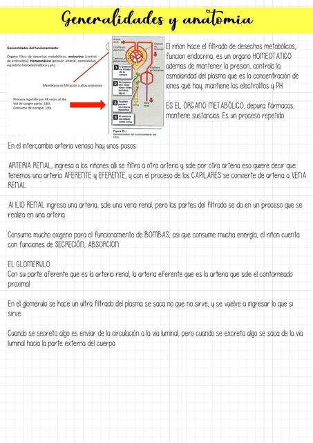 Fisiología- Aparato Urinario 