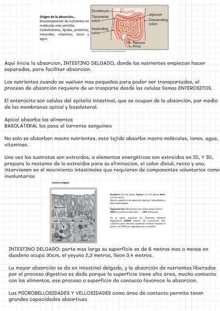 Fisiología Intestino delgado y grueso