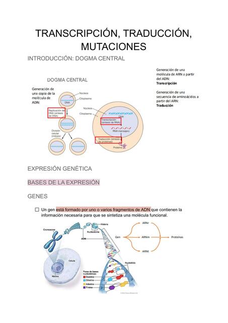 Transcripción Traducción Mutaciones 