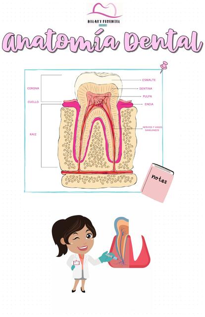 Anatomía Dental