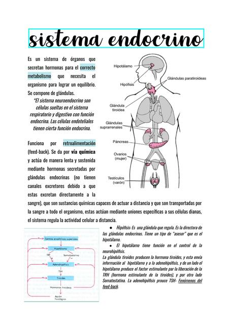 Sistema Endocrino 