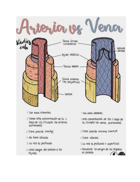 Arteria vs Vena