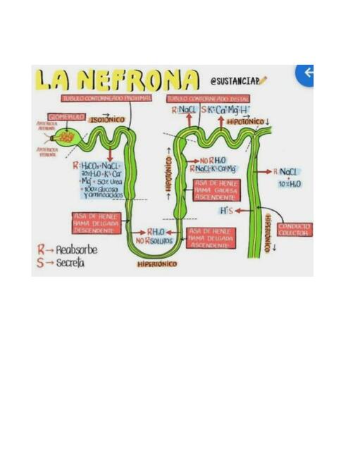 La nefrona