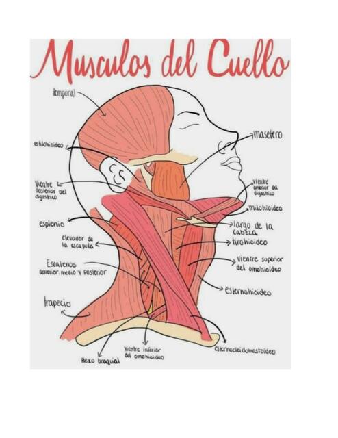 Musculos del Cuello