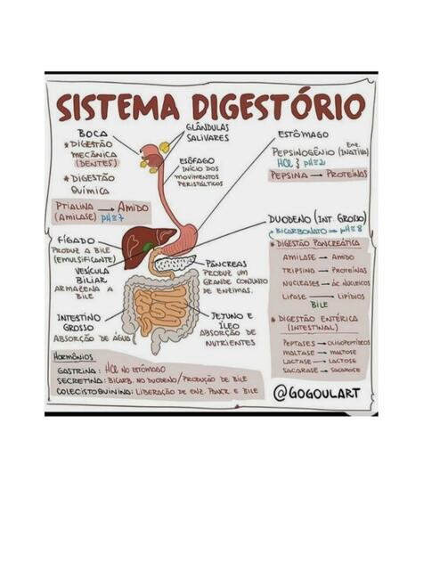 Sistema Digestório