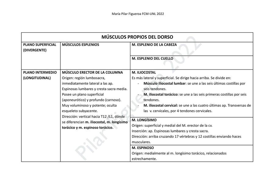 Músculos Propios del Dorso y de la Espalda 