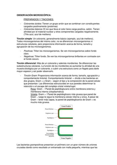 Trabajo Final (Resumen Definitivo) de Laboratorios - Microbiología I - /Universidad Nacional de Río Cuarto (UNRC)