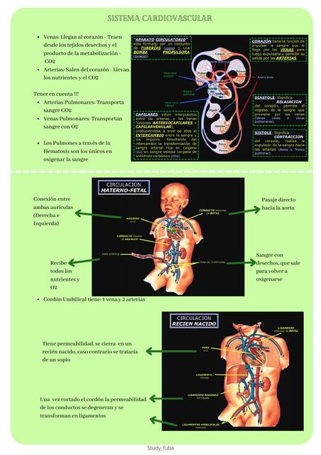 Sistema Cardiovascular