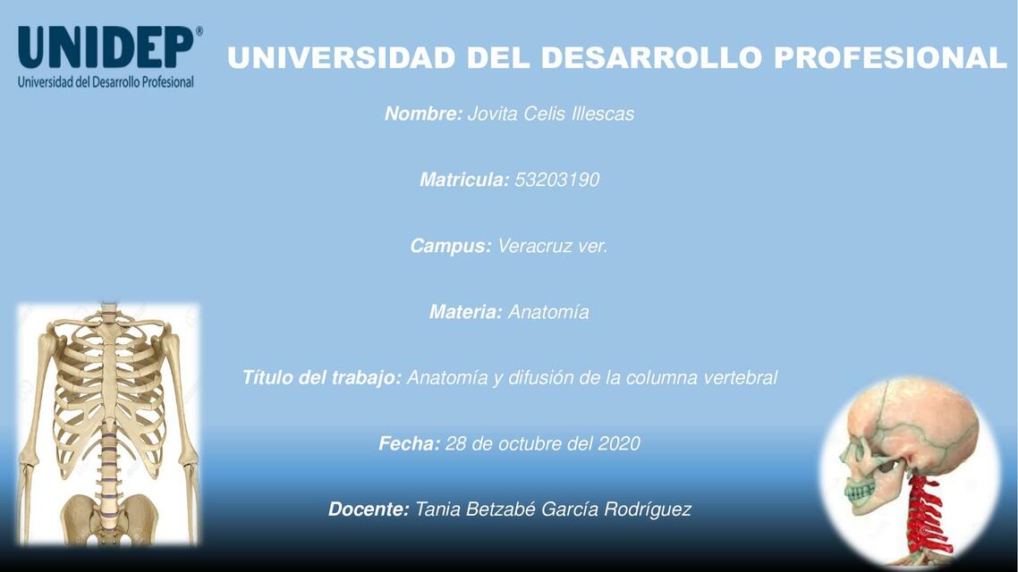 Anatomía y difusión de la columna vertebral