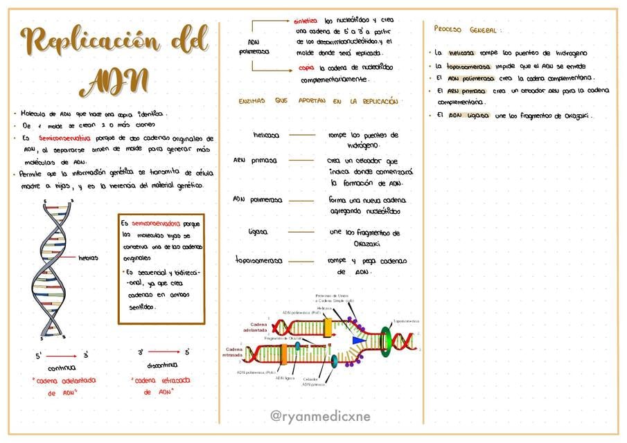 Replicación, Transcripción y Traducción del ADN | Ryanmedicxne | uDocz