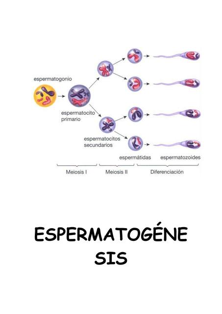 Espermatogénesis 