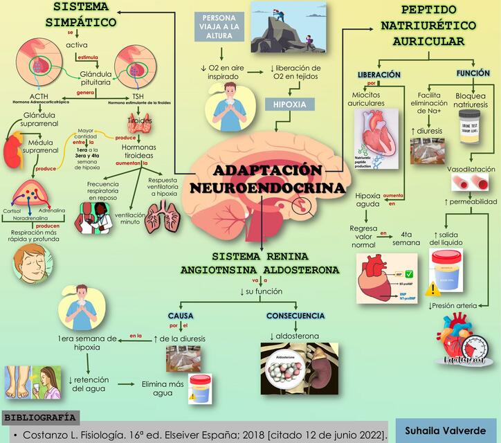 Adaptación Neuroendocrina