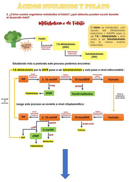 Ácidos nucleicos y folato