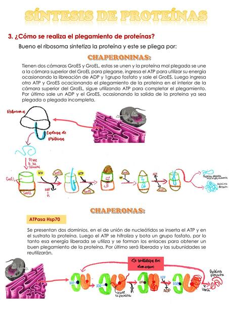 Plegamiento de Proteínas 