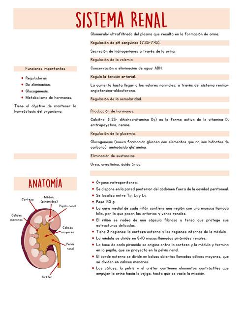 Sistema Renal 