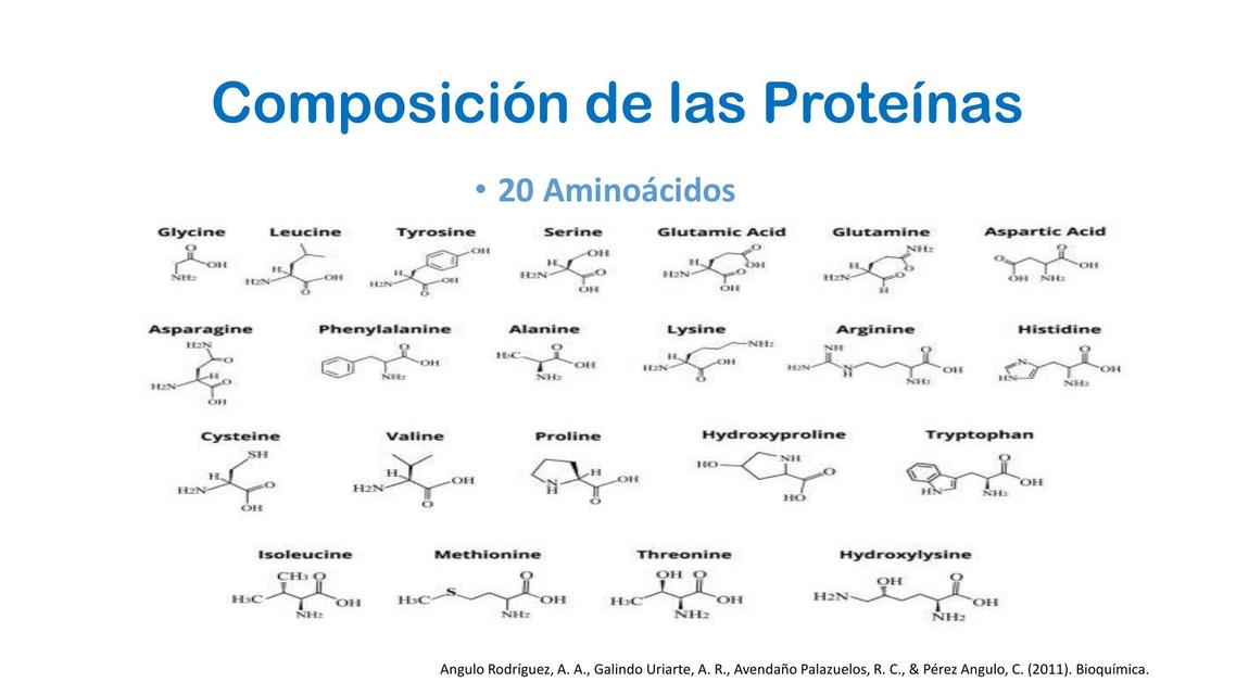 Composici n de las prote nas m udocz