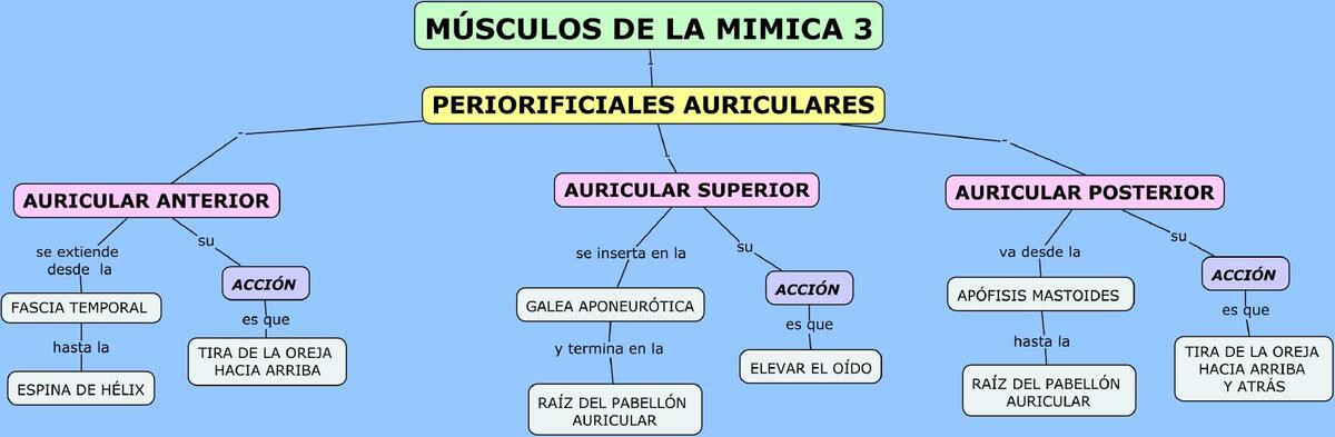 Músculos de la mímica