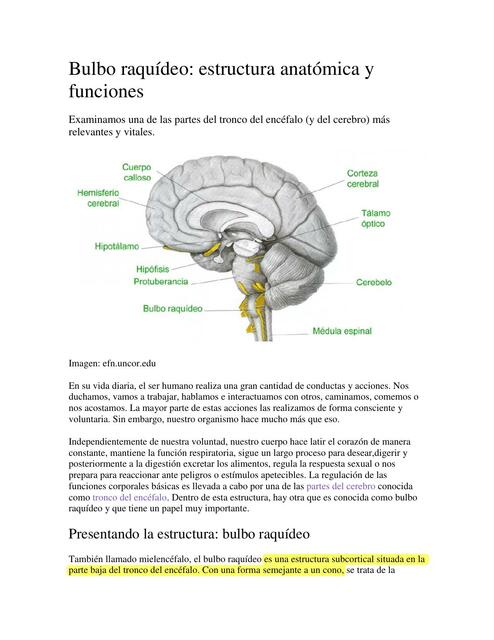 Bulbo Raquídeo: Estructura Anatómica Y Funciones | Marianela Camar | UDocz