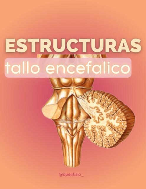 Estructuras del Tallo Encefálico