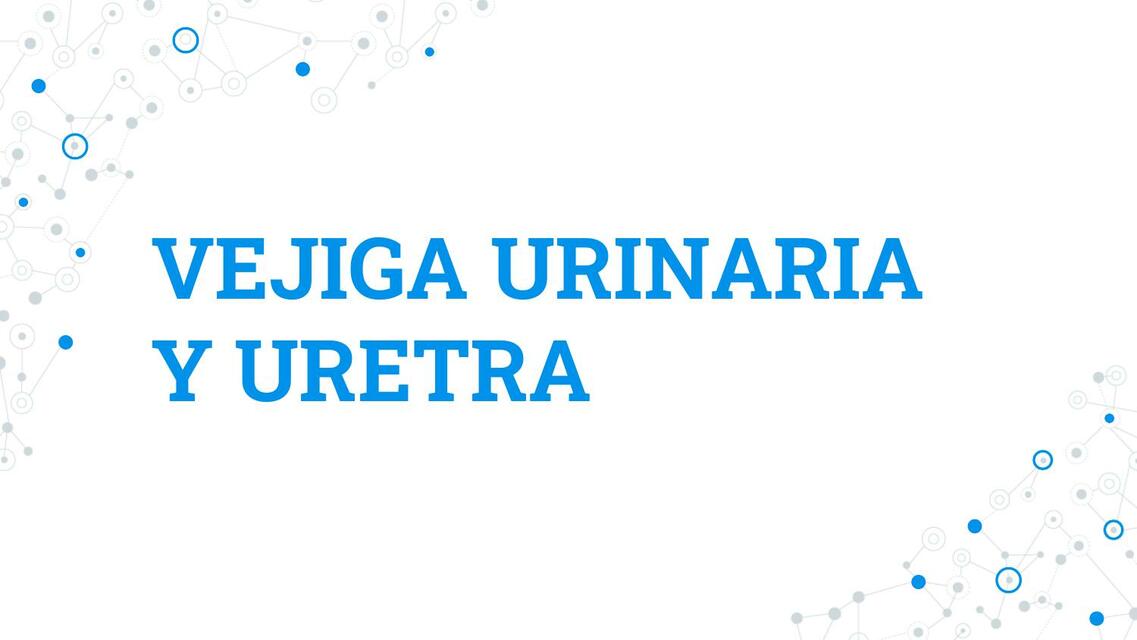 Vejiga urinario y uretra