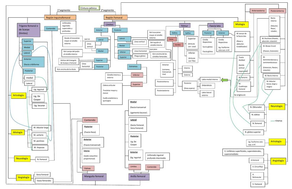 Mapa Conceptual -Anatomía 