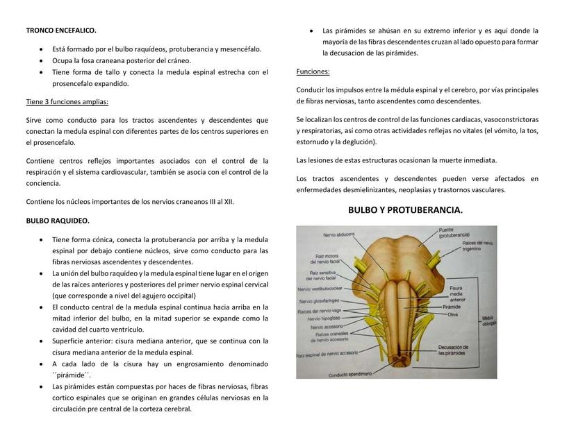 Estructuras que componen al SNC 