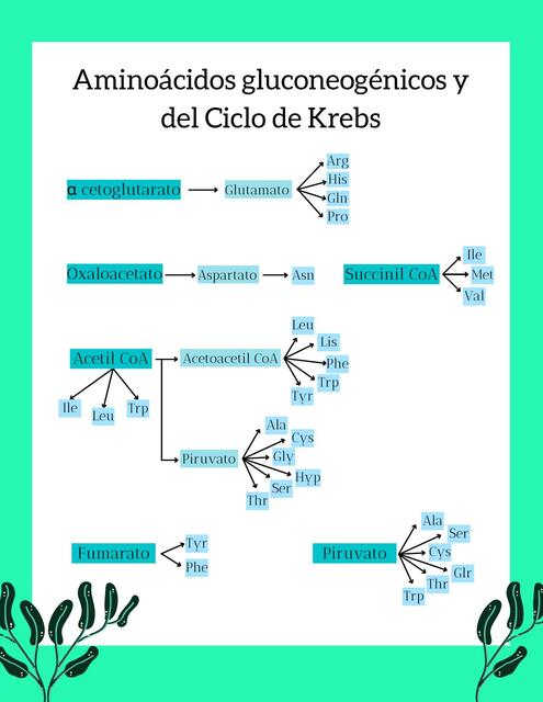 Aminoácidos gluconeogénicos y del Ciclo de Krebs