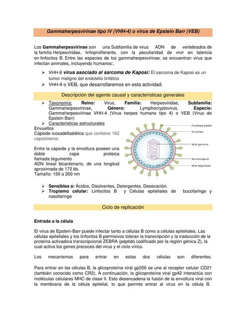 Gammaherpesvirinae tipo IV (VHH-4) o virus de Epstein Barr (VEB) 