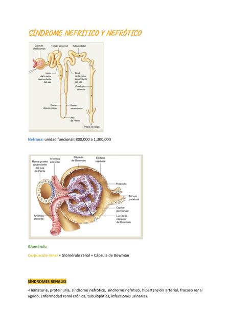 Síndrome nefrítico y nefrótico