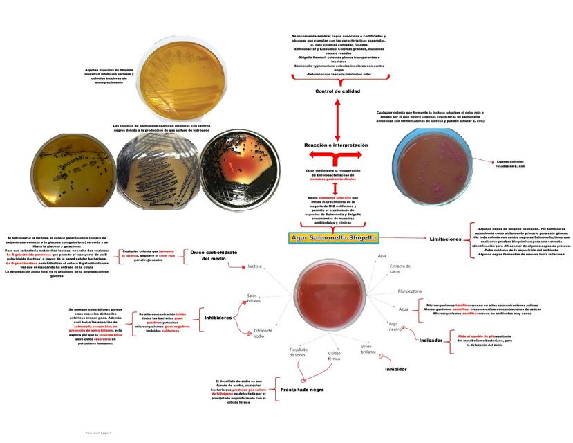 Agar Salmonella-Shigella 