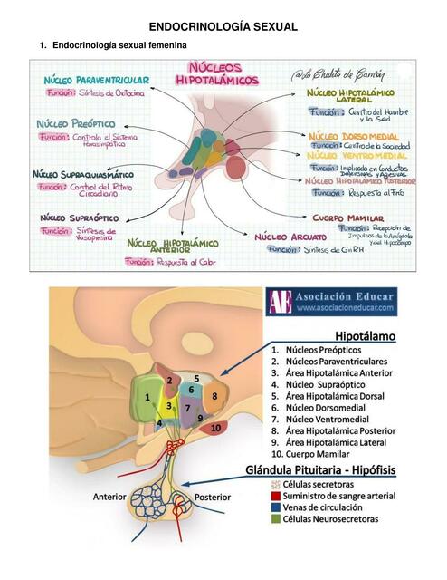 Endocrinología sexual